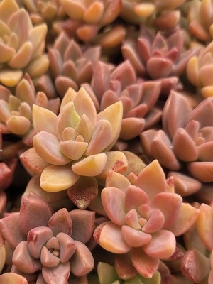 Graptosedum California Sunset